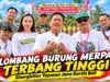 Lomba Burung Merpati Terbang Tinggi Di Jembrana Diikuti Ratusan Peserta
