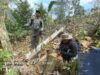 Viral Pembalakan Hutan Lindung Di Berangbang Jembrana, KPH Bali Barat Langsung Turun Tangan
