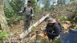 Viral Pembalakan Hutan Lindung Di Berangbang Jembrana, KPH Bali Barat Langsung Turun Tangan